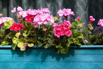 Flowers in a wooden pot decorating a window. Selective focus