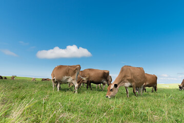 Fototapeta na wymiar 牧場の牛