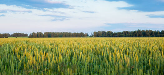Green wheat on the field with beautiful sunset sky. Selective focus. Shallow depth of field.