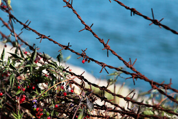 Red berries on a barbed wire on unfocused background