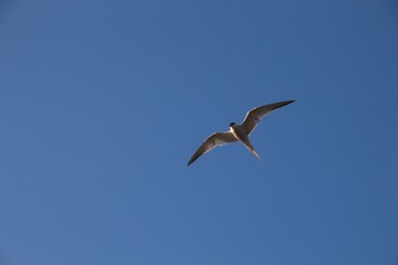 seagull in the sky