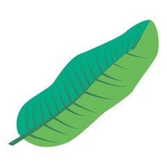 green banana leaf illustration