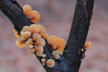 dziki grzyb w lesie mchu na drzewie - obrazy, fototapety, plakaty