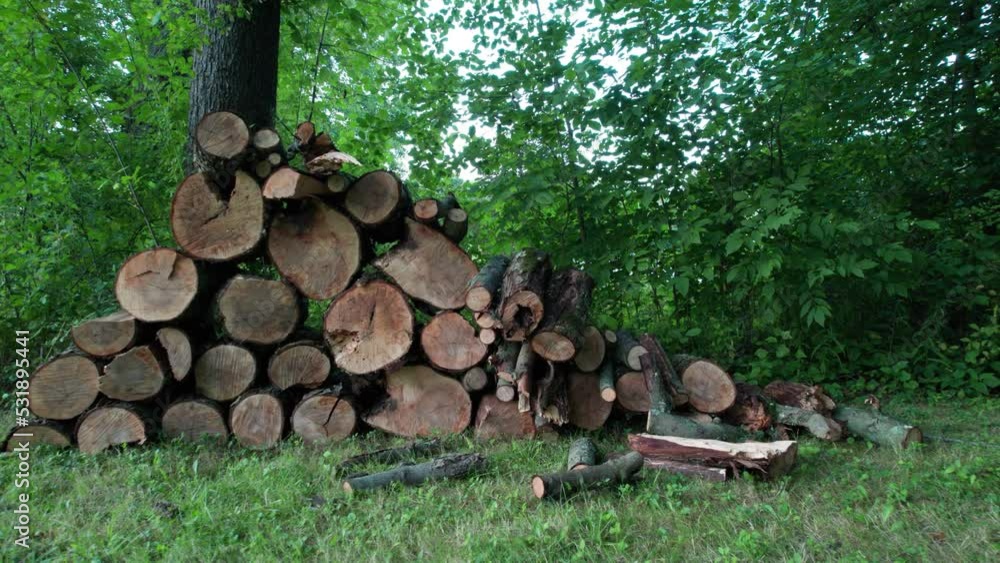 Poster in the dense forest in front of the tall tree, firewood tree logs are stacked one on top of the othe
