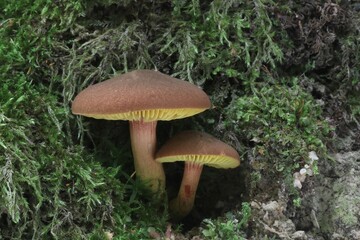 dziki grzyb w lesie na drzewie w mchu