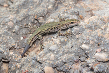 Wall lizard, Podarcis liolepis, with a newly grown tail heating up on a rock on a sunny day