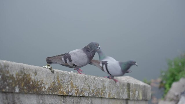 Pidgeon standing around loitering. Waiting for the next meal.