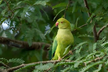 rose-ringed parakeet (Psittacula krameri)