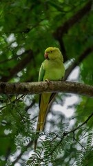 rose-ringed parakeet (Psittacula krameri)