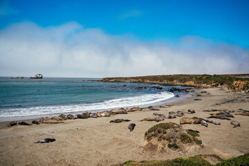 Fototapeta na wymiar Black grey and brown Elephant Seals at Vista Point beach with seaweed in San Simeon California. Travelling on highway 101 wildlife preservation