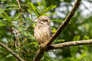 spotted owlet (Athene brama)