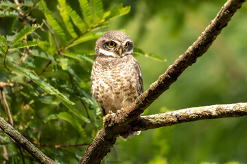 spotted owlet (Athene brama)
