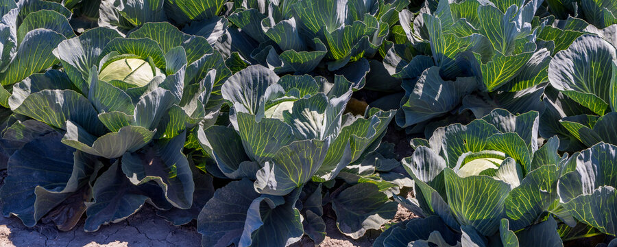 Arable field with differint kinds of cabbage like Red cabbage, Green cabbage and Cauliflower growing in different strokes in North Holland in the Netherlands