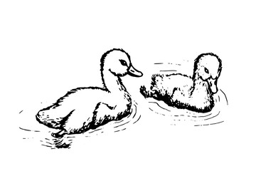 swan chicks vector illustration isolated on white background - obrazy, fototapety, plakaty