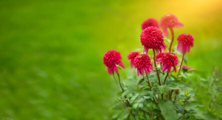 Echinacea (Echinacea purpurea) in the sunshine in the garden