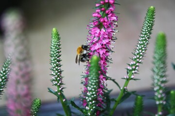 Hummel an Heideblüte