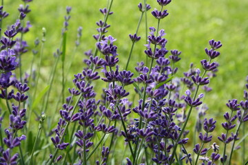 Lavendel