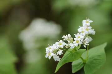 ソバの花