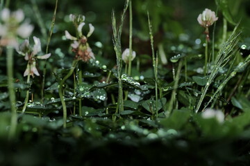 雨上がりのクローバー