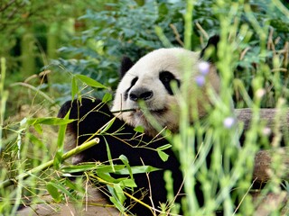 Nahaufnahme Pandabär