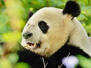 Fototapeta premium Nahaufnahme Pandabär