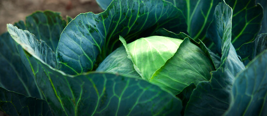 Obraz premium Fresh, white cabbage growing in a vegetable garden on a farm.