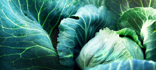 Obraz premium Fresh, white cabbage growing in a vegetable garden on a farm. Organic farming.