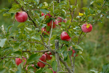 Young apple tree with fruits in autumn