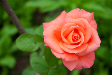 pink rose in garden