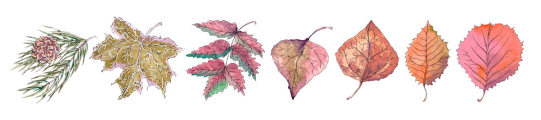 Collection of watercolor leaves of birch, maple, rowan and alder, spruce branch. Autumn leaves