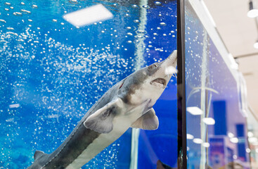 fresh fish in the supermarket aquarium