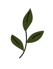 Collection of vector magic fairy tale elements, icons and illustrations. Herb.