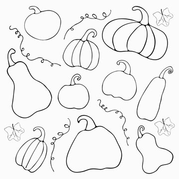 Set of doodle pumpkins isolated on white background.  Outlined pumpkins, pumpkin leaves. Perfect for greeting card, print.