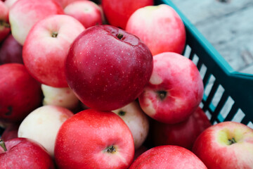 Red apple from organic farm. Harvesting in the garden. Red ripe juicy apples in a plastic box