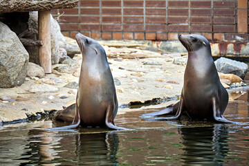 Kalifornischer Seelöwe ( Zalophus californianus ).