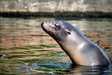 Naklejka premium Kalifornischer Seelöwe ( Zalophus californianus ).