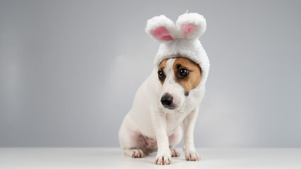 Jack Russell Terrier dog in bunny ears on a white background. Copy space.