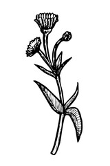Summer flower vector illustration isolated on white background