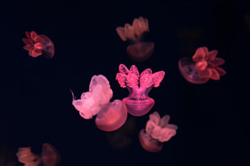 Group of pink fluorescent jellyfish swimming underwater aquarium pool. The Lychnorhiza lucerna marble jellyfish in dark water, ocean. Theriology, tourism, diving, undersea life. - Powered by Adobe