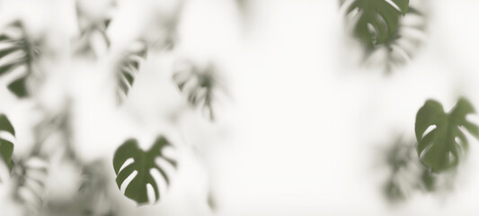 Tropical plant  blurred background , monstera leaf , 3d rendering