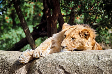 Löwe ( Panthera leo ).