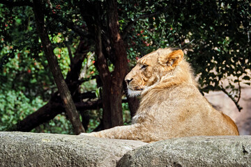 Löwe ( Panthera leo ).