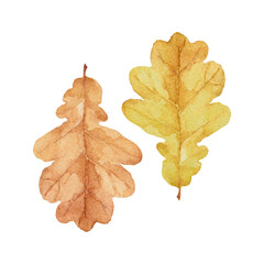 Two fallen autumn oak leaves. Hand-drawn art for greeting cards, invitations and interior decoration. Watercolor illustration on white background.