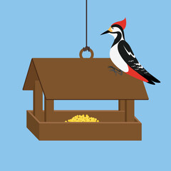 woodpecker sitting on a bird feeder