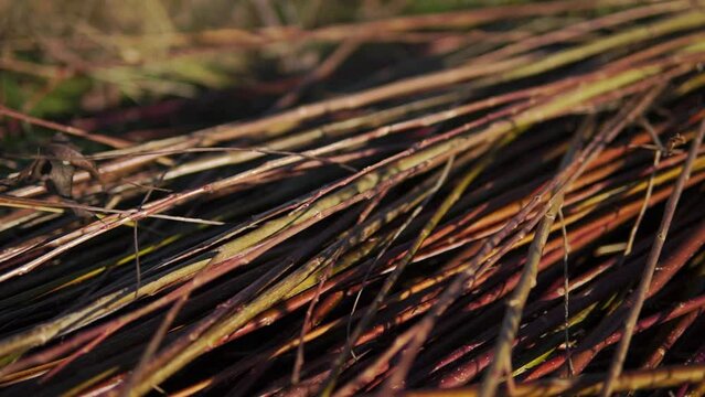 Heap of withe stems cutted off pan close-up