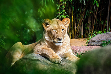 Naklejka na ściany i meble Löwe ( Panthera leo ).