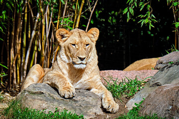 Löwe ( Panthera leo ).