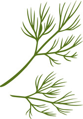Dill Herb Spice. Vector illustration