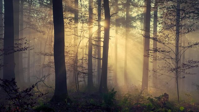 Gold sunrays of autumn in a misty forest, with the tree trunks as silhouettes and the light falling through the fog
