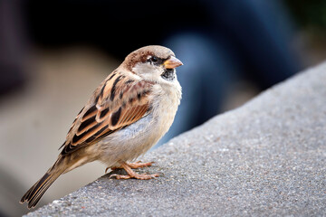 Haussperling ( Passer domesticus ) – auch Spatz oder Hausspatz.